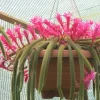 Disocactus flagelliformis - Rat Tail Cactus