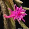 Disocactus flagelliformis - Rat Tail Cactus flower