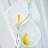 Calla Lilly Stems