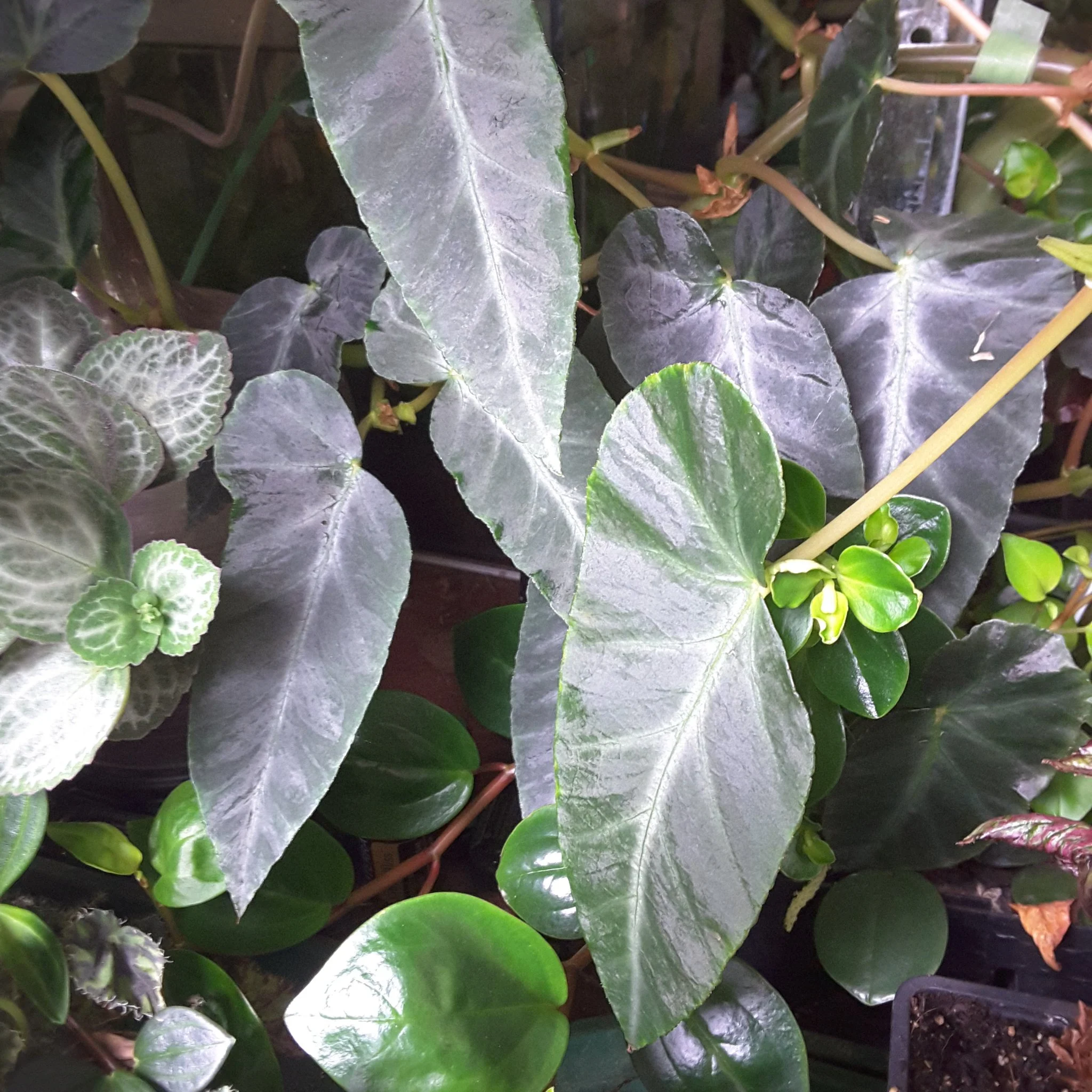 Begonia angilaria