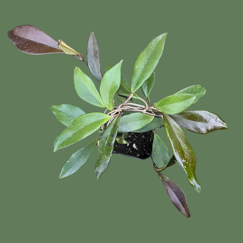 One of my many plants, happily growing in my potting mix.