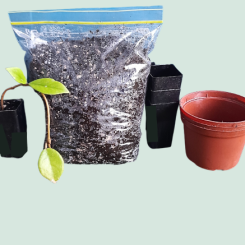 Plant Success Kit